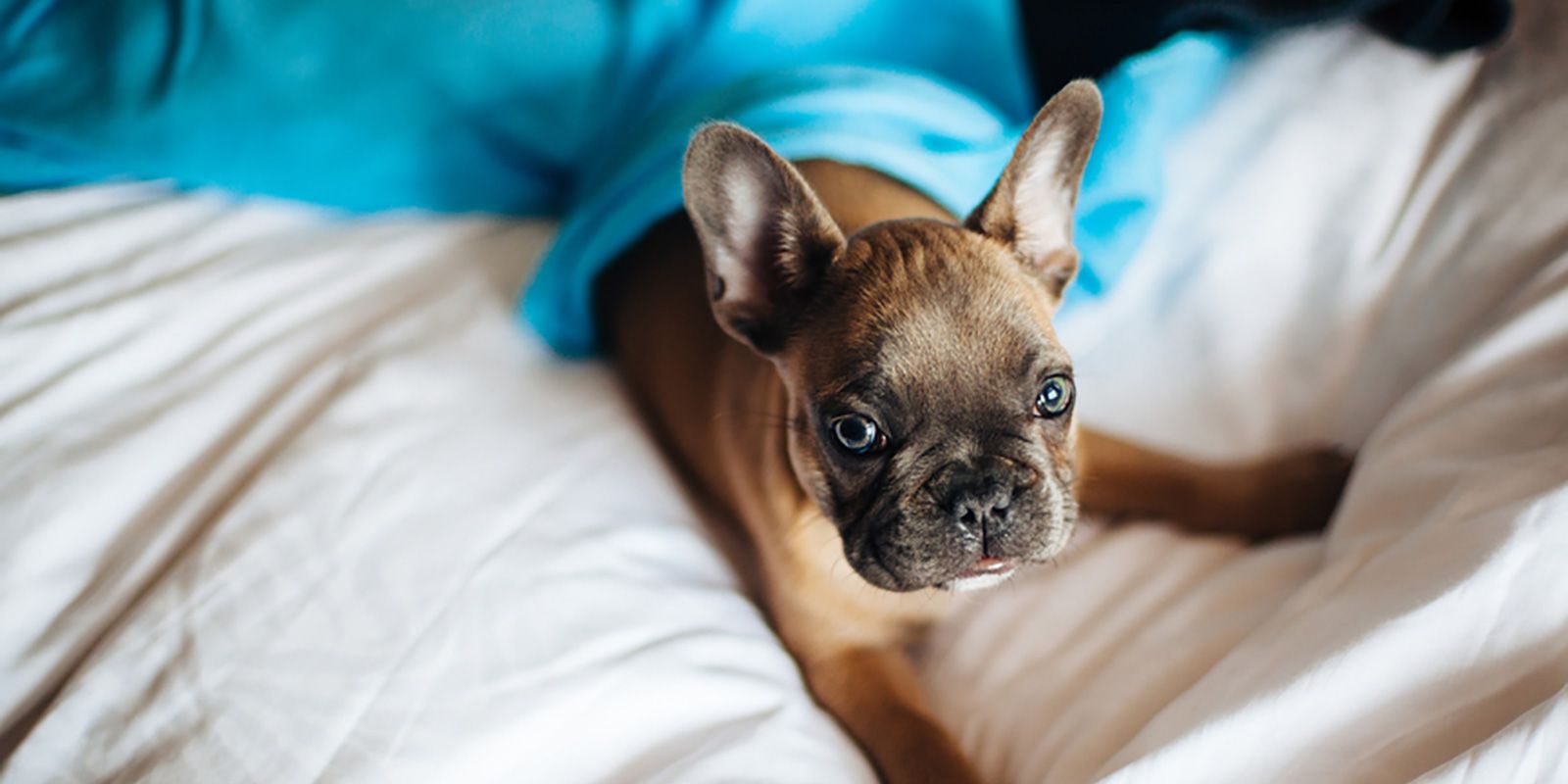 Pet-Friendly Apartments & Neighborhood