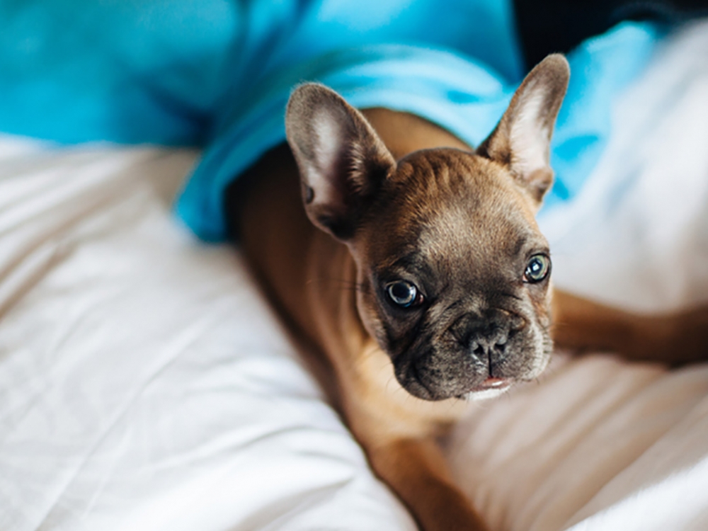 Pet-Friendly Apartments & Neighborhood